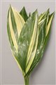 aspidistra variegated